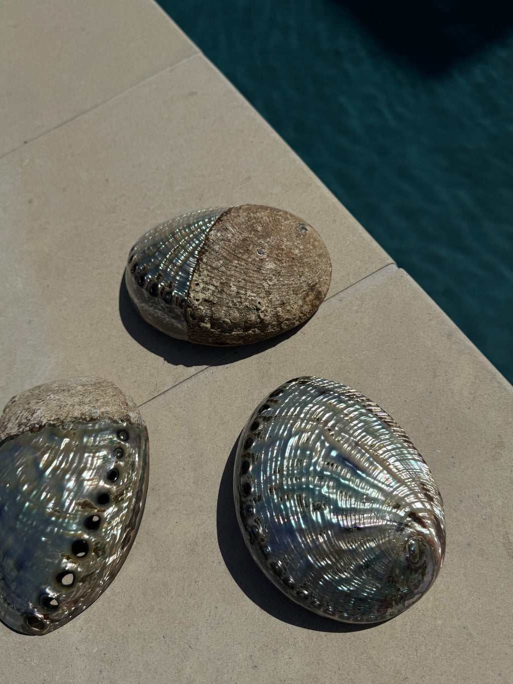 Abalone Shell Bowl – Ritual Smudging & Luxury Skincare Vessel
