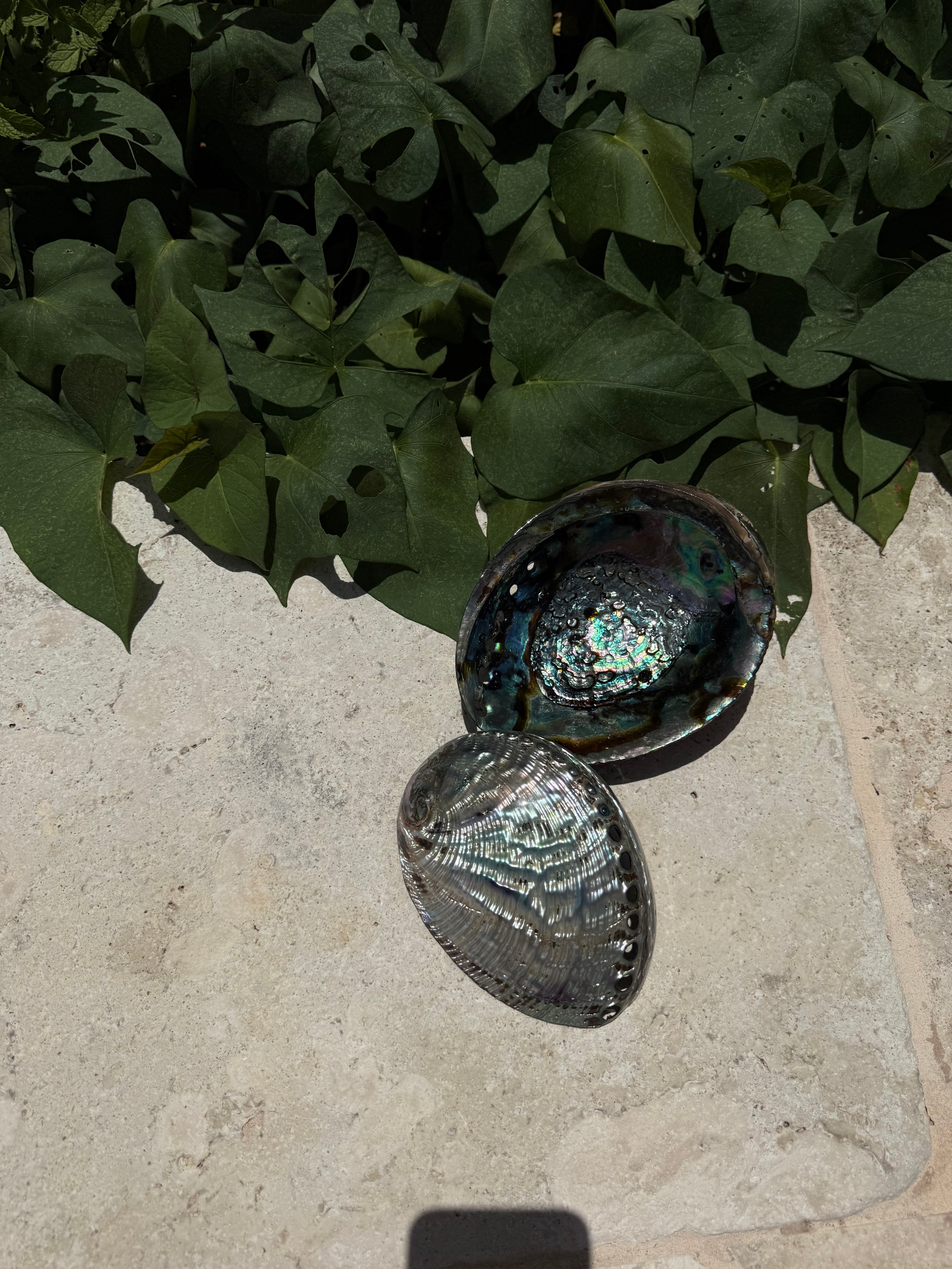 Abalone Shell Bowl – Ritual Smudging & Luxury Skincare Vessel