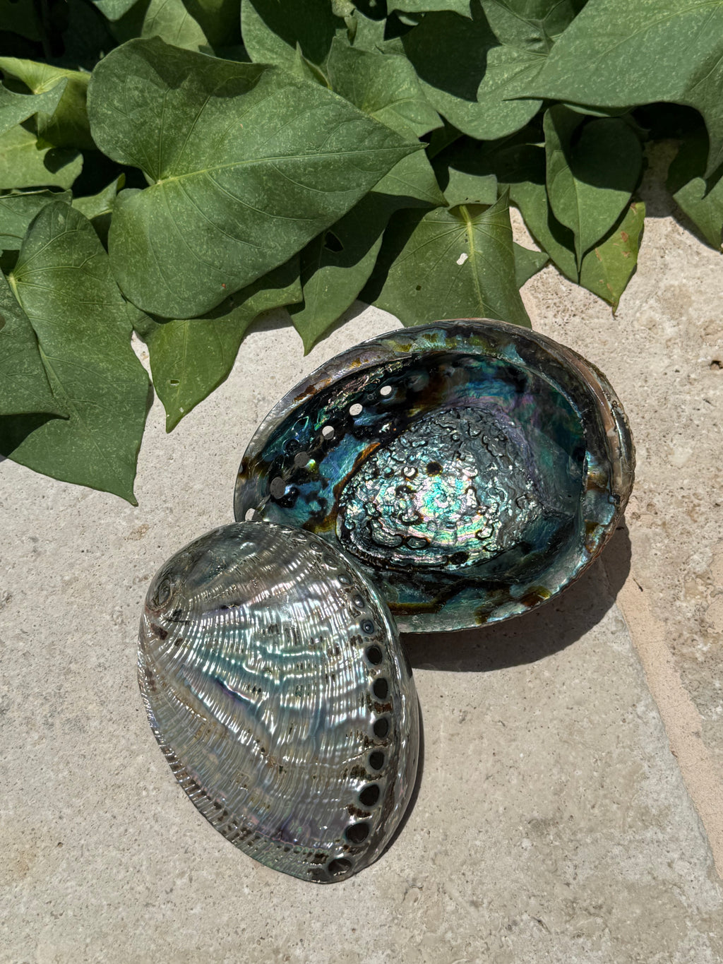 Abalone Shell Bowl – Ritual Smudging & Luxury Skincare Vessel