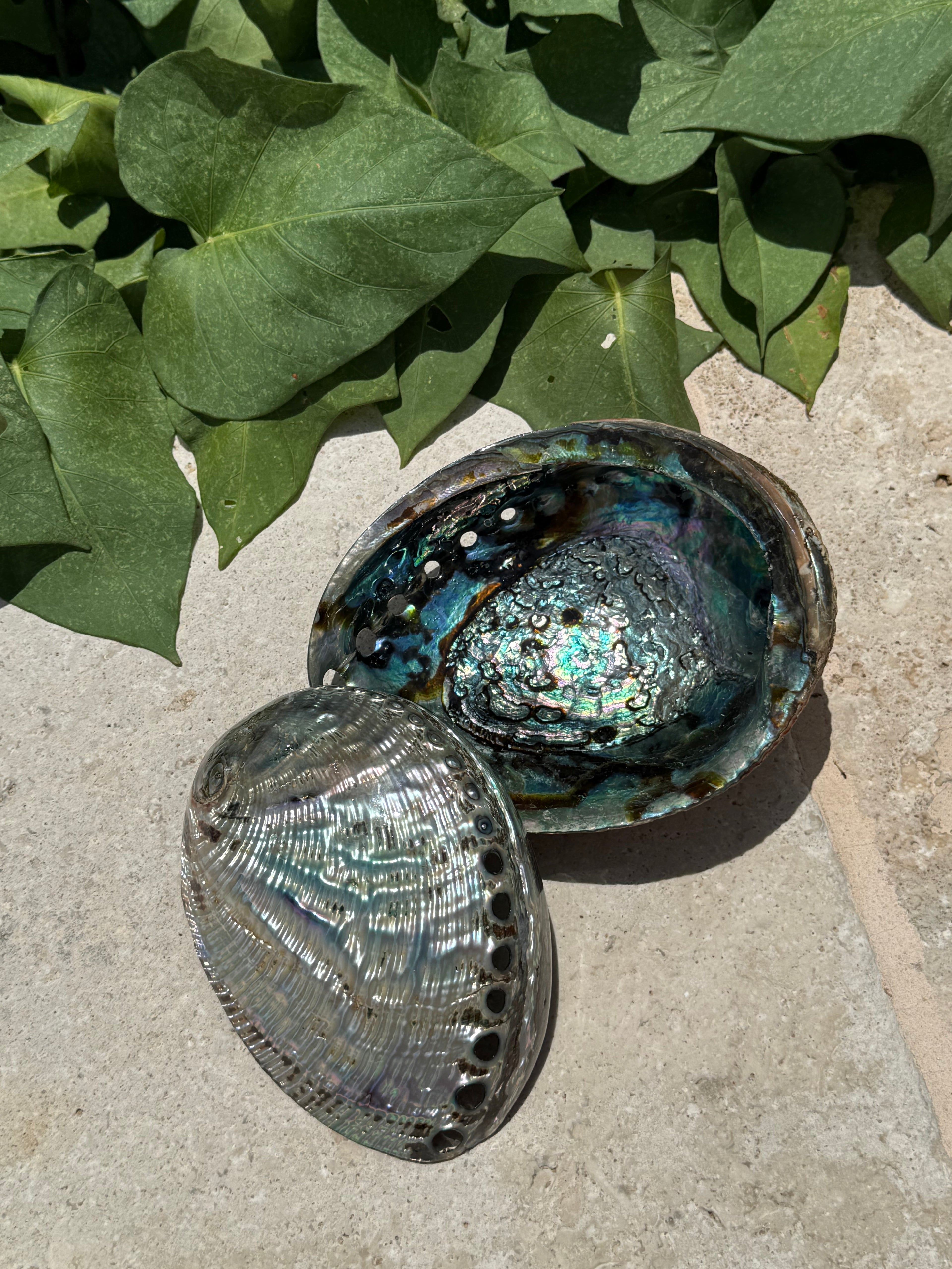 Abalone Shell Bowl – Ritual Smudging & Luxury Skincare Vessel